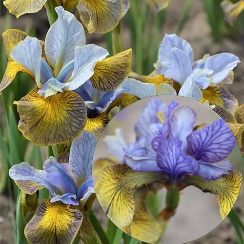 Iris sibirica 'Peacock Butterfly® So van Gogh' - Siberi iiris 'Peacock Butterfly® So van Gogh' C1/1L